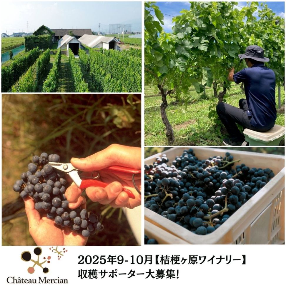 【終了】【桔梗ヶ原ワイナリー】2025年9-10月収穫サポーター大募集!