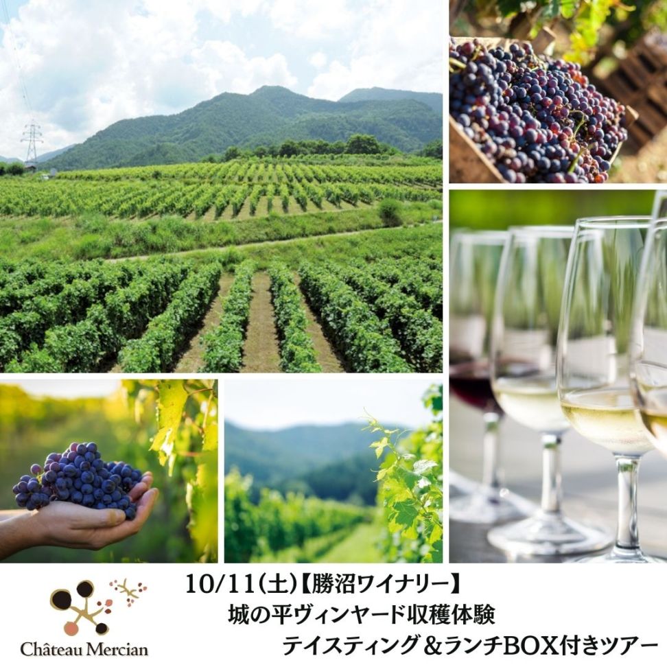 【終了】【勝沼ワイナリー】10/11(土)城の平ヴィンヤード収穫体験 テイスティング&ランチBOX付きツアー