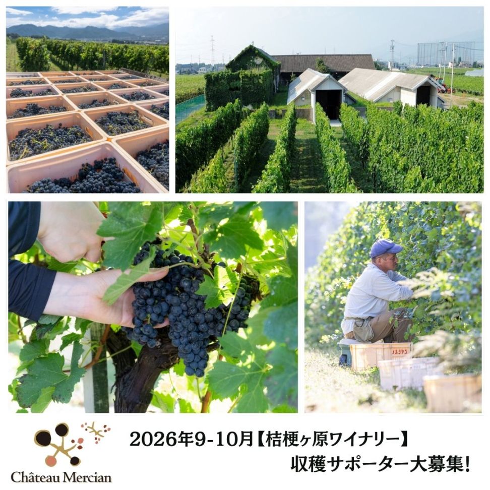 【桔梗ヶ原ワイナリー】2026年9-10月収穫サポーター大募集!