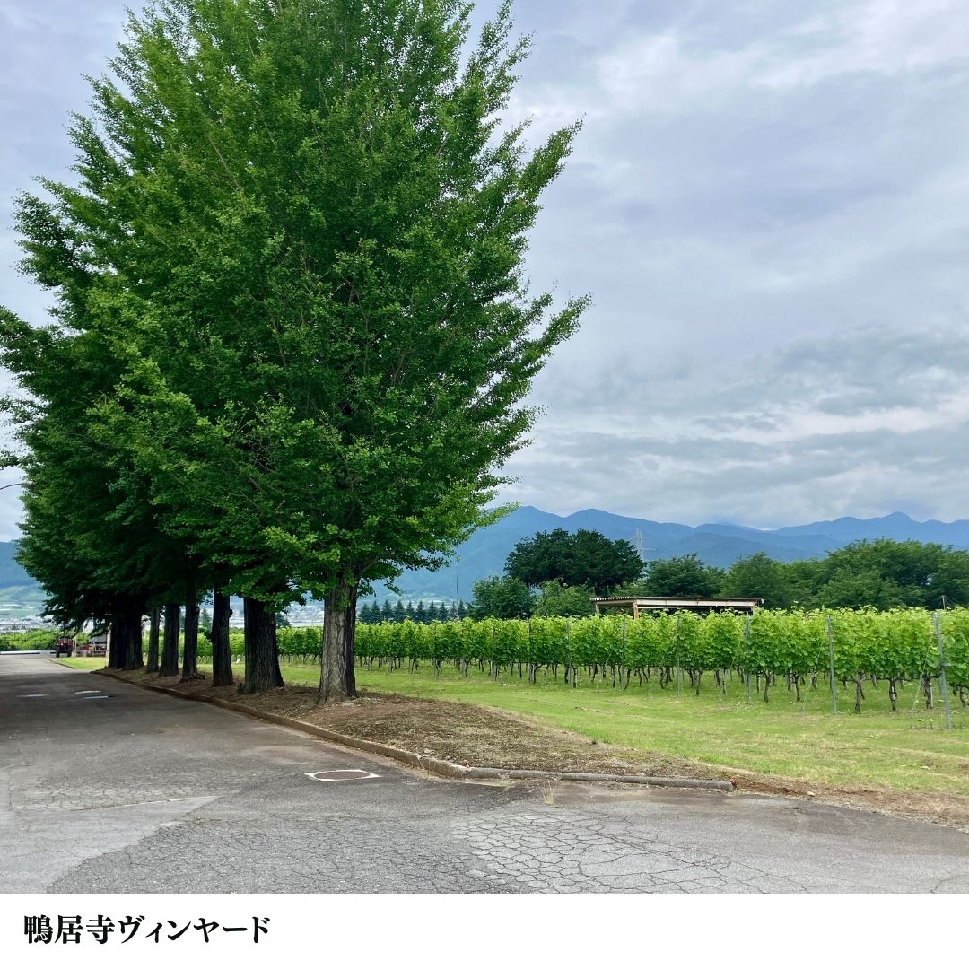 勝沼ワイナリー】3/14(土)鴨居寺ヴィンヤード 剪定体験 テイスティング