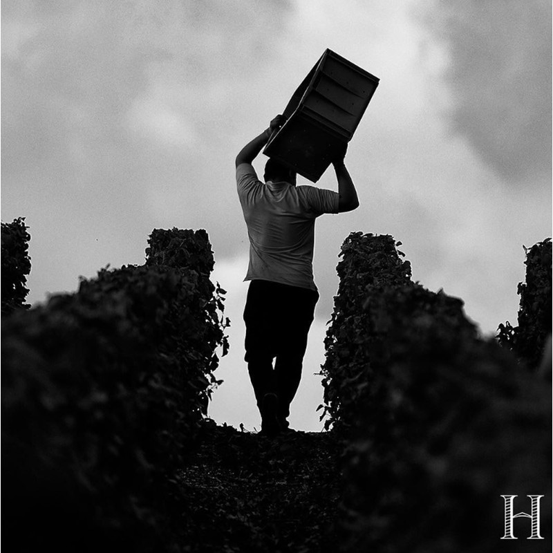 2014】アンリオ ブリュット ミレジメ HENRIOT BRUT MILLESIME