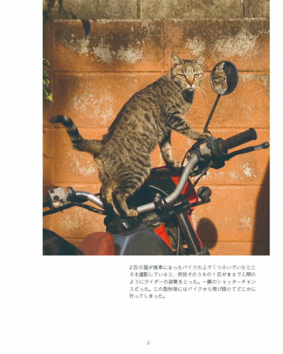 ネコさんぽ （17100）（いのちのことば社・フォレストブックス