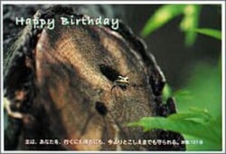 �С����ǡ������ɡ������ϥ������������� (10������)��06T02������սꡧ����121��8��53094��