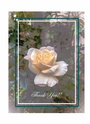 Thank you�����ɡ�ku-04 ����744604��