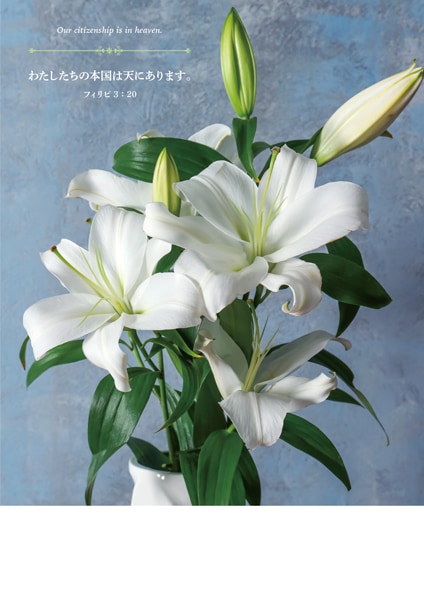 Ĥ���ץ�������ѻ�(30��)���ꡡJ-TB22SP2 ����Ʊ�� ��50852��