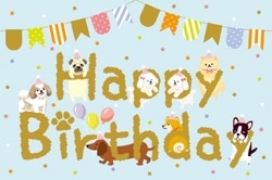 �С����ǡ������� ����(�֥롼)���祷�����ա�B250-212 ��52305��