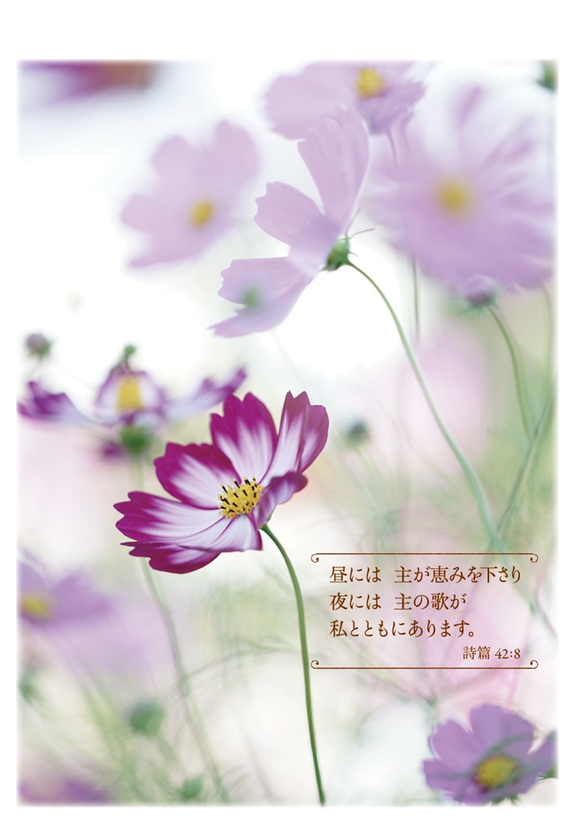 Flowers日めくり with詩篇のことば S-SN24HM1 （50779）（いのち