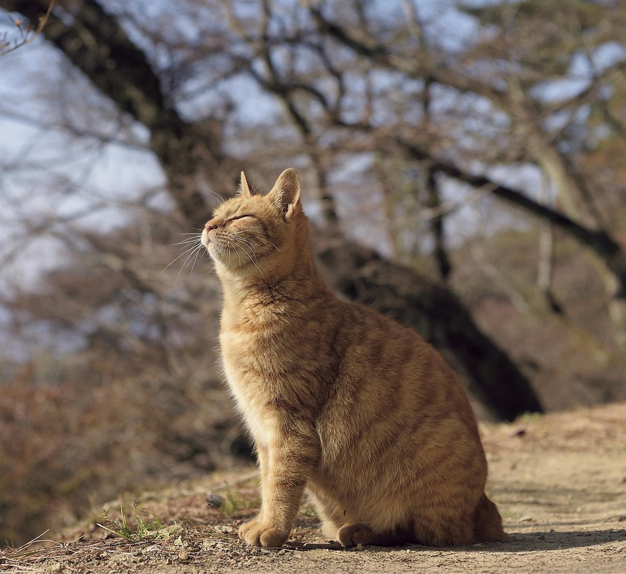 2026年 壁掛けカレンダー まいにちネコびより （500025）（いのちの