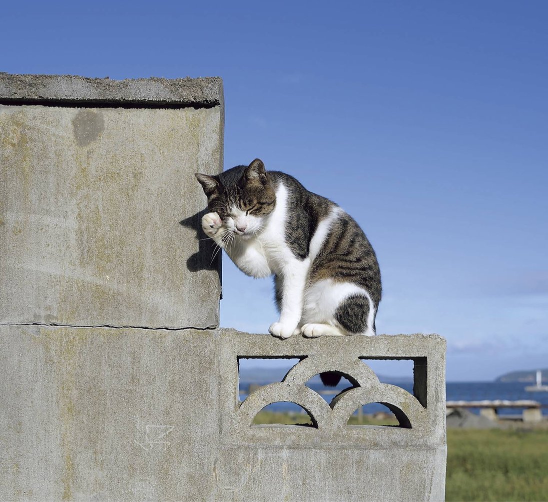 半額】2026年 壁掛けカレンダー まいにちネコびより （500025
