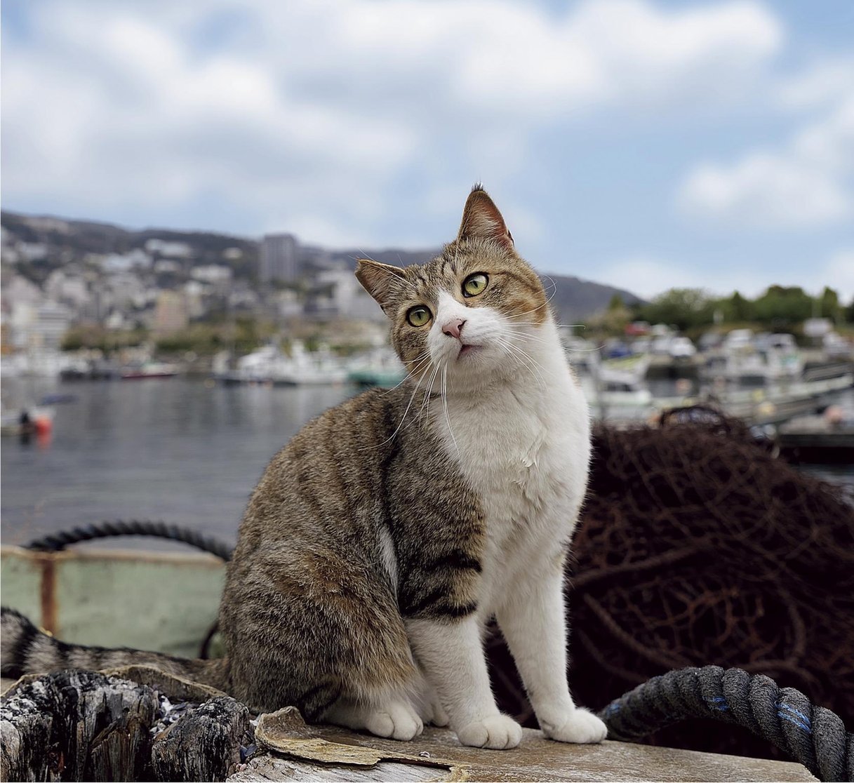 2026年 壁掛けカレンダー まいにちネコびより （500025）（いのちの