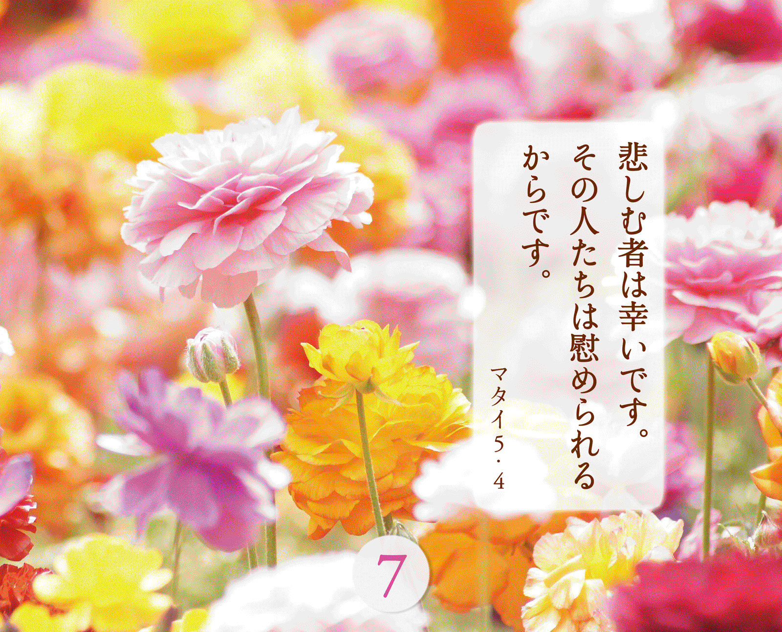 �äߤ��դ�륭�ꥹ�ȤΤ��ȤС�31���ֱ�����᤯�ꡡ��500305��