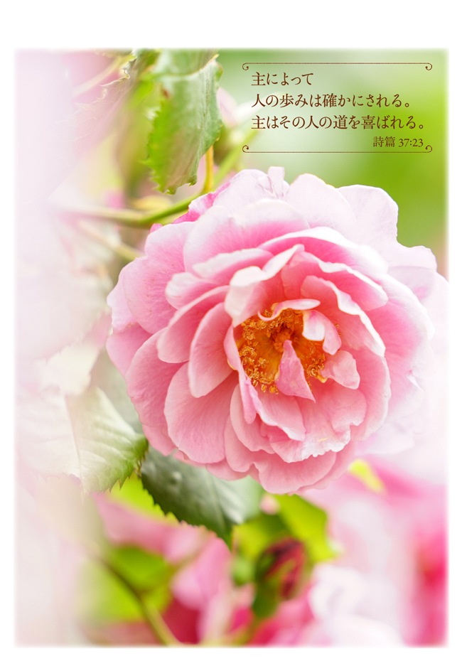 Flowers᤯ withӤΤȤ S-SN24HM150779