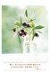Flowers᤯ withӤΤȤ S-SN24HM150779