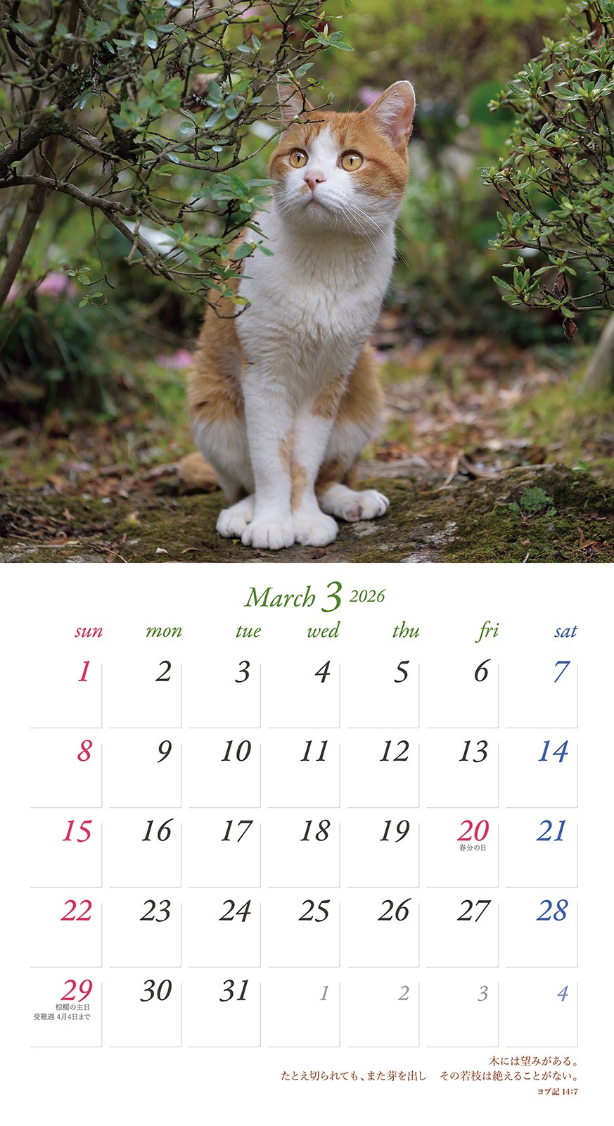 2026年 壁掛けカレンダー まいにちネコびより （500025）（いのちの