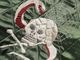 ��2����JELADO/�����顼�ɡ�2026AW��Skull Snake Souvenir Jacket/�����륹�͡��������٥˥����㥱�åȡ�(JP23423)��ͽ����/2026ǯ12-1������ͽ���