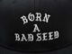 ��3����DAZZLE SUGAR/�����륷�奬����2026SS��BORN A BAD SEED Snap Buck Cap/�ܡ��󥢥Хåɥ����ɥ��ʥåץХå�����åס�