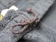 ��2����JELADO�ɡ�ANTIQUE GARMENTS��/�����顼�ɡɥ���ƥ������������ġɡ�2024AW��Balboa Sweat Pants/�Х�ܥ��������åȥѥ�ġ�(AG01326)