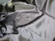 ��2����FINE CREEK&CO/�ե����󥯥꡼������ɥ����ۡ�Motorcycle Jacket��Number7��/�⡼�����������른�㥱�åȡɥʥ�С�7�ɡ�(ACCO002)��ͽ����/2026ǯ������ͽ���