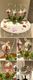 DCM238/ELLENTINA/�����ƥ�����/������ȴ����/CELEBRATE WITH SHADOW �ƥ�����