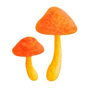 N35-150/WonderHouse/ϥ/ȴ/mushrooms Υ Τ ƻ