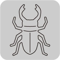 N42-201/WonderHouse/�������ϥ���/������ȴ����/stag beetle ���塞��