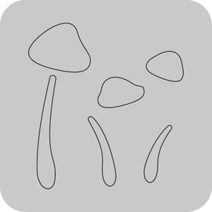N50-048/WonderHouse/�������ϥ���/������ȴ����/mushrooms ���Υ� ���Τ�