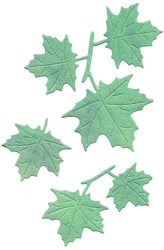 DCG006/ELLENTINA/ƥ/ȴ/MAPLE LEAVES ᡼ץ꡼ 