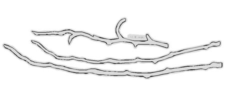 Q6110-CCBDR067/QuicKutz/�����å����å�/������ȴ����/12inch Cookie Cutter/Border Die/branches �� �ܡ����� �ڥ᡼�����Բġ�<br>�����ա��򤤥��ݥ���ʬ���������������Ѳ�������