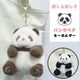 ���ե��б�̵���ۥѥ�� �����ۥ���� �̤������  �䤷�� �դ�դ� ���襤�� �֤���� panda �ɤ��֤� ���ȥ饤�� ������ ưʪ ���˥ޥ� �ץ쥼��� ������ ���ե� ������� �Хå����㡼�� �Хå����������꡼ �͵� ��·�� �֥�å� �֥饦��