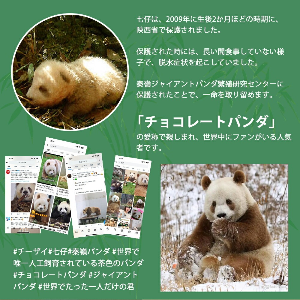 �ڥ��ե��б�̵���̤ۤ������ �ѥ�� �²� �ֲ� ���� �դ�դ� �ѥ�� �̤������ �礭�� �ѥ���̤������ ���� �ꥢ��̤������ panda  �֤���� ���襤�� �ꥢ�� �̤�����ߥѥ�� ��ʪ���ä��� ���襤�� ưʪ �İ��� ź���� �֥�å� �㿧 ����� �ץ쥼���