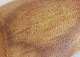 ���������å������ʡ� ���������ס���S������