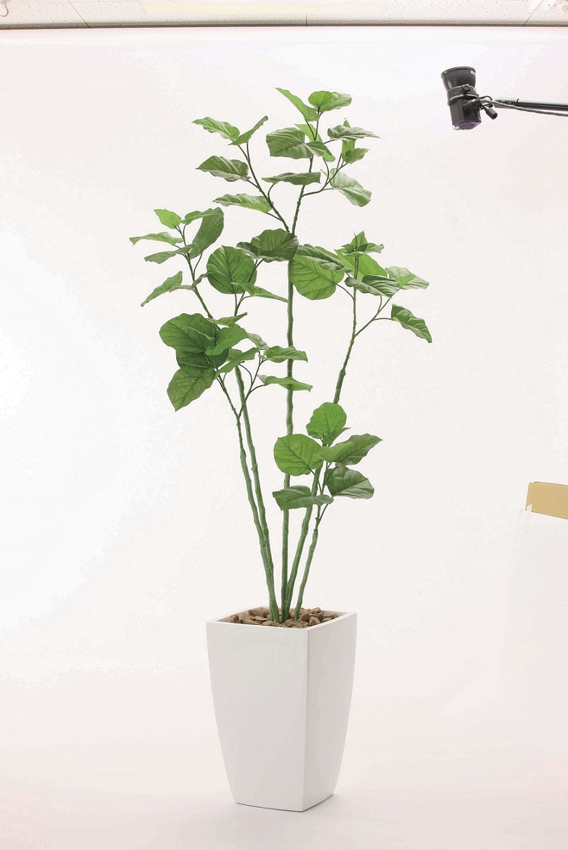 【人工観葉植物】【アーバンブランチウンベラータ】【1.9ｍ】【光触媒加工】【送料無料】【フェイクグリーン】【アーバンブランチウンベラータ1.9】【代引き不可】