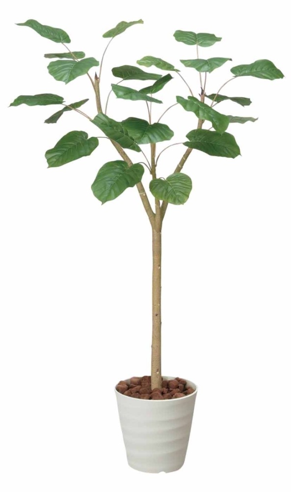 【人工観葉植物】【ウンベラータ】【1.55ｍ】【光触媒加工】【送料無料】【フェイクグリーン】【ウンベラータ1.55】【代引き不可】