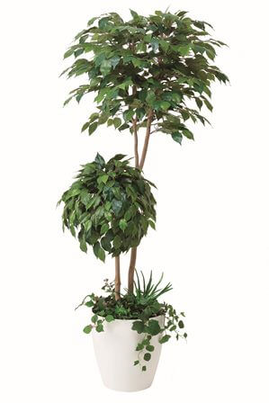 【人工観葉植物】【ベンジャミンダブルフェイス】【1.8ｍ】【光触媒加工】【送料無料】【フェイクグリーン】【ベンジャミンダブルフェイス1.8植栽付】【代引き不可】