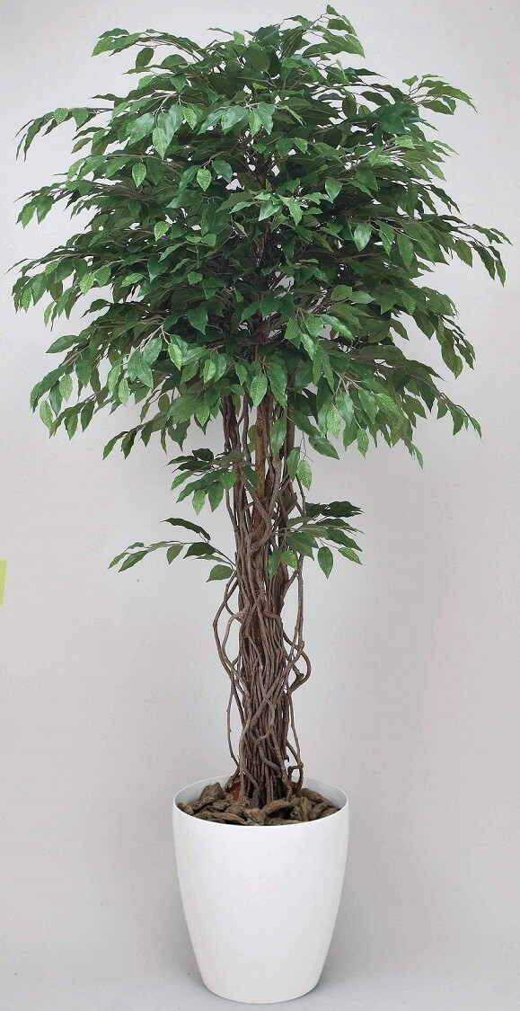 【人工観葉植物】【ベンジャミンリアナ】【1.8ｍ】【光触媒加工】【送料無料】【フェイクグリーン】【ベンジャミンリアナ1.8】【代引き不可】