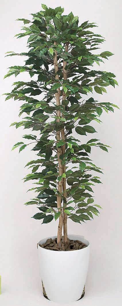 【人工観葉植物】【ベンジャミンスリム】【1.8ｍ】【光触媒加工】【送料無料】【フェイクグリーン】【ベンジャミンスリム1.8】【代引き不可】