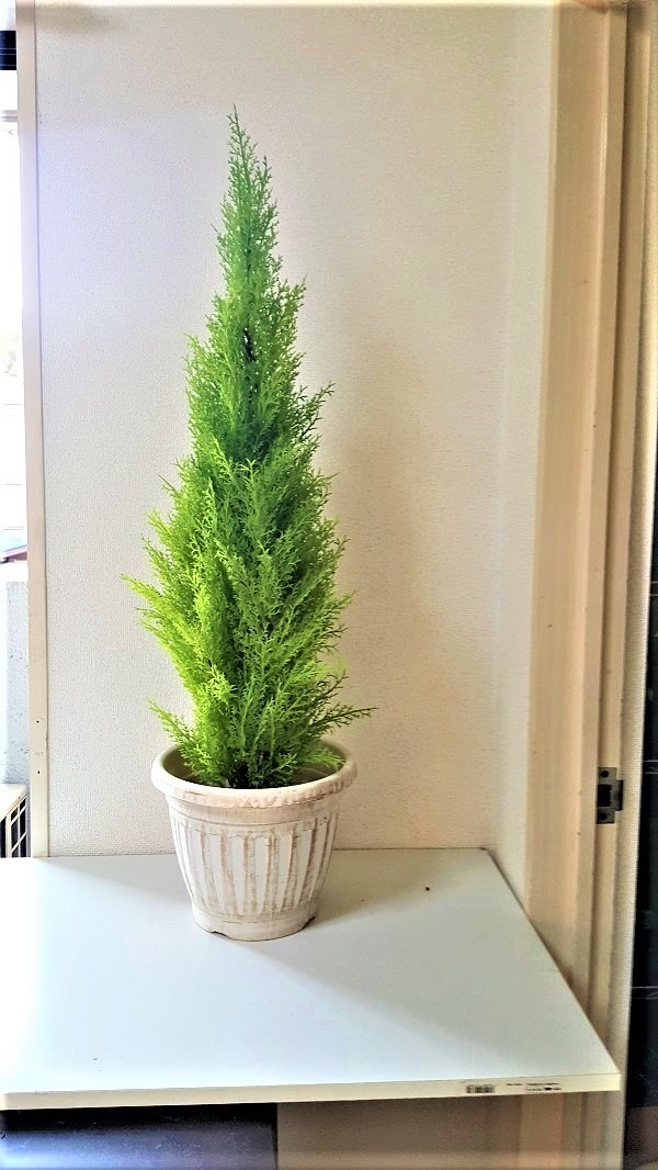 人工観葉植物ゴールドクレスト】【フェイクグリーン】送料無料