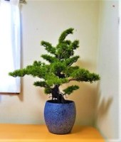 松盆栽　【人工観葉植物】【造花盆栽】【送料無料】【触媒加工品】高さ1ｍ