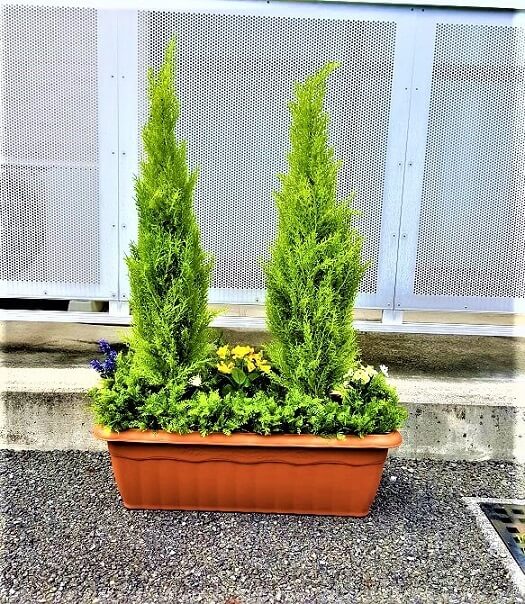 【人工観葉植物】【ゴールドクレスト2本立ち】【ゴールドクレストプランター】【屋外使用可】【送料無料】【造花】