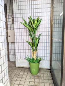 人工観葉植物