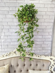 人工観葉植物