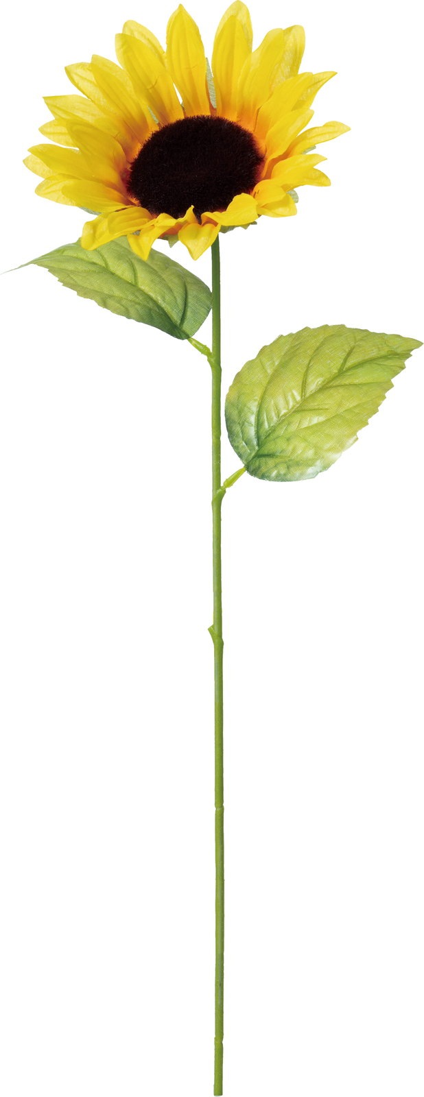 ひまわりページです(^-^) Amazon.co.jp: ひまわり: ミュージック