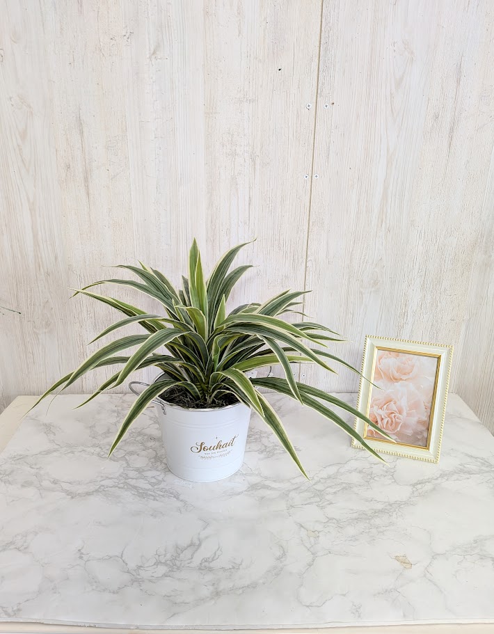 人工観葉植物　テーブルグリーン　ドラセナ　触媒加工品　送料無料