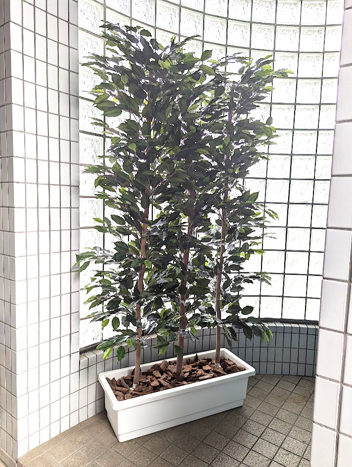 人工ベンジャミン植物、高さ1.8m、オフィス、展示場、イベント会場用