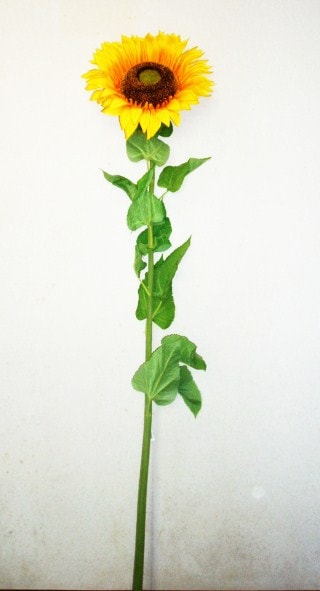 送料無料/ひまわり/造花 ひまわり/人気/インテリア 180cm/造花 夏の花/元気いっぱい/可愛い/1.8/ディスプレイ/装飾/夏/店舗ディスプレイ/お店/海/海の家/イベント/