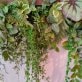 人工観葉植物 壁面緑化 グリーン壁壁掛け 触媒加工品 送料無料 by 造花の専門店 キツツキ