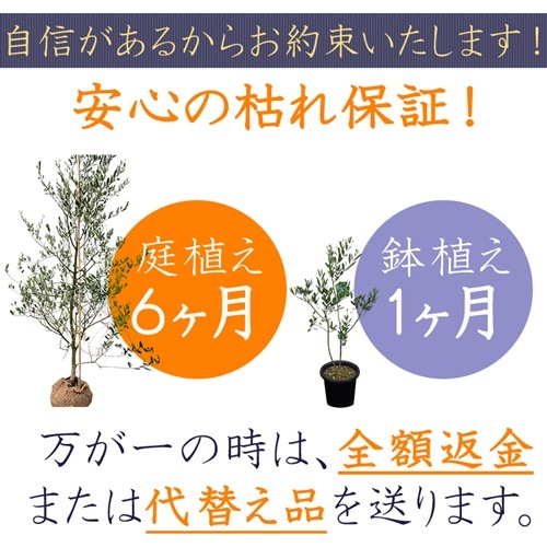 ミッション販売｜観賞用／オリーブの木販売、鉢植え通販全国対応