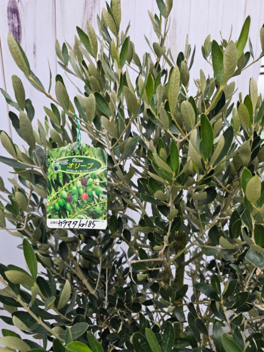 カラマタ販売｜観賞用／オリーブの木販売、鉢植え通販全国対応