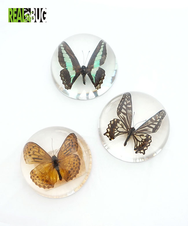 [SS281/3/5]REAL BUG (リアルバグ) ASIAN SWALLOWTAIL / INDIAN FRITILLARY /  COMMON BLUE BUTTERFLY DOME PAPERWEGHT バタフライドームペーパーウェイト 標本