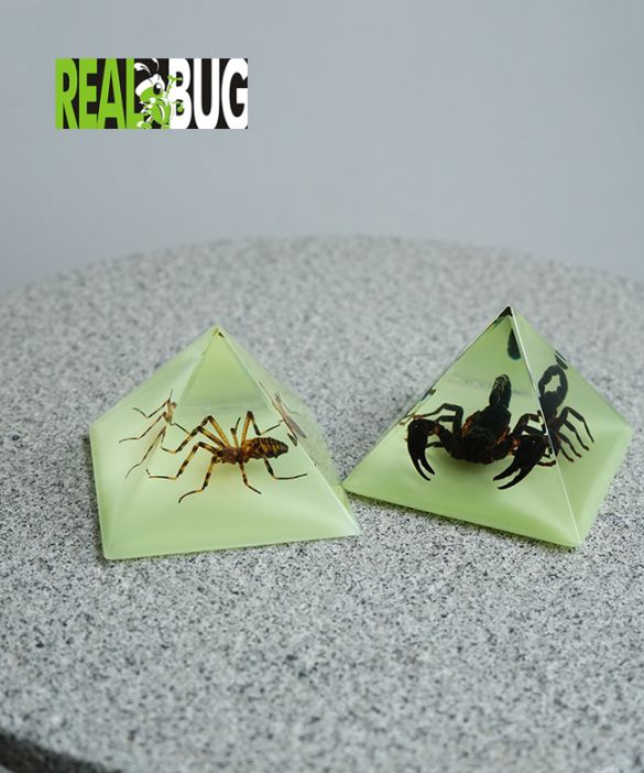 [bo901]REAL BUG (リアルバグ)pyramid Black Scorpion Spider ピラミッド サソリ スパイダー クモ